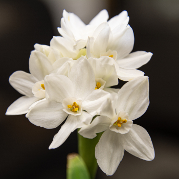 Paperwhite, Ziva, Pack of 6 Paperwhite, Ziva, Pack of 6