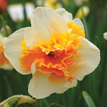 Daffodil, Love Call, Pack of 6 Daffodil, Love Call, Pack of 6