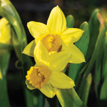 Daffodil, Tete-A-Tete, Pack of 6