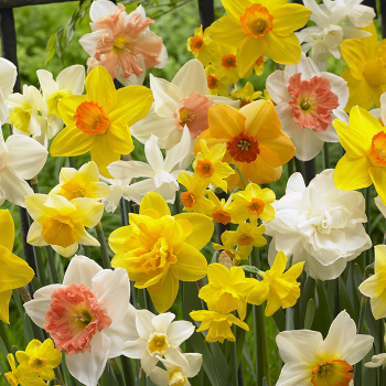 Daffodil All Spring Mix