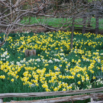 Daffodil Naturalizing Meadow Mix