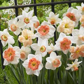 Daffodil Pink Blush Mix