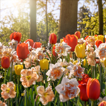 Daffodil & Tulip Sunset Boulevard Mix