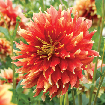 Bodacious Tu Toned Dahlia