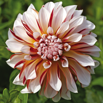 Dahlia, Caribbean Fantasy Dahlia, Caribbean Fantasy