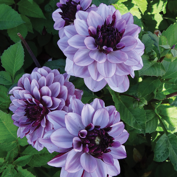Creme De Cassis Dahlia