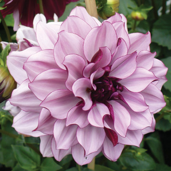 Dahlia, Creme De Cassis Dahlia, Creme De Cassis