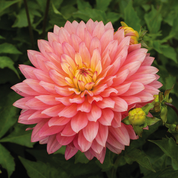 Dahlia, Extase
