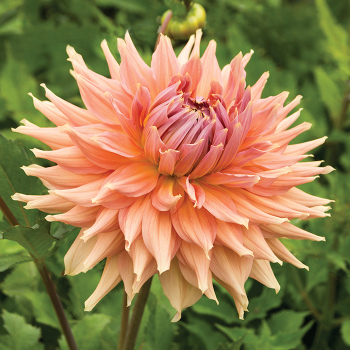 Dahlia, Fairway Spur