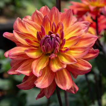 Dahlia, Firepot
