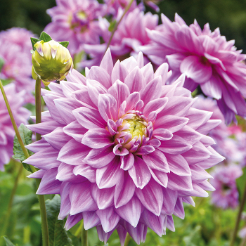 Dahlia, Ferncliff Inspiration