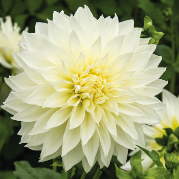 Dahlia, Fleurel Dahlia, Fleurel