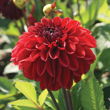 Dahlia, GoGo Red Dahlia, GoGo Red