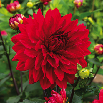 Dahlia, Garden Wonder Dahlia, Garden Wonder