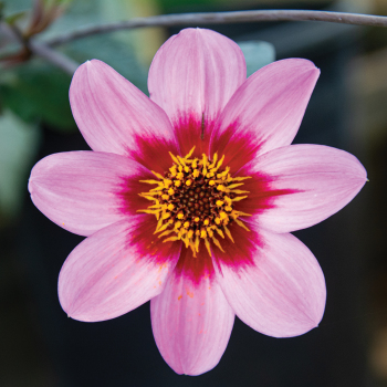 Happy Single Wink Dahlia