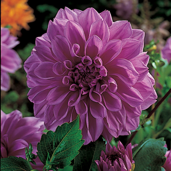 Lilac Time Deluxe Dahlia