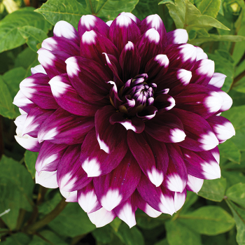 Dahlia, Mystery Day Dahlia, Mystery Day