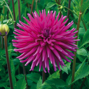 Dahlia, Purple Gem Dahlia, Purple Gem