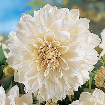 White Perfection Dahlia