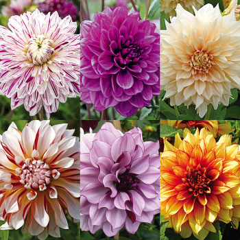 Dahlia Bulb Collection: J.W. Jung Seed Company