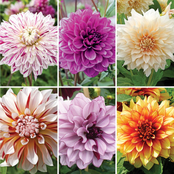 Dahlia, Offer #1 Dahlia, Offer #1