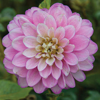 Deluxe Dahlia Mix