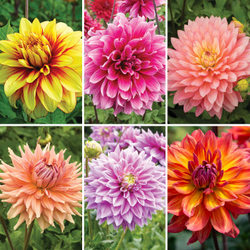 Dahlia, Offer #2 Dahlia, Offer #2