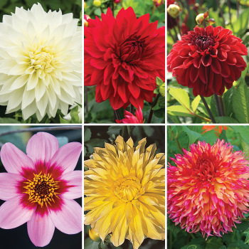 Dahlia, Offer #3 Dahlia, Offer #3