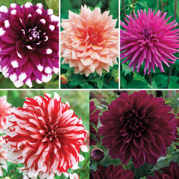 Dahlia, Offer #4 Dahlia, Offer #4
