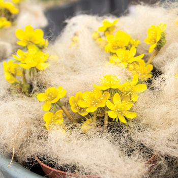 Winter Aconite, Pack of 12