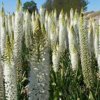 Foxtail Lily, Himalaicus