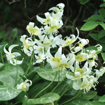 Dog's Tooth Violet, White Beauty, Pack of 6