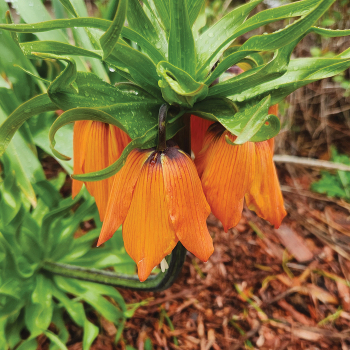 Fritillaria, Orange Crown 