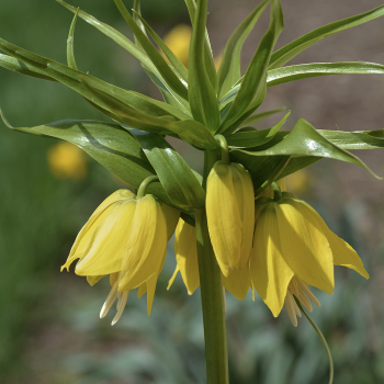 Fritillaria, Yellow Crown 