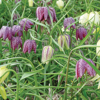 Fritillaria, Guinea-Hen Flower Mix, Pack of 24