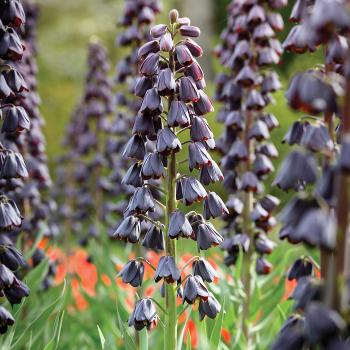 Fritillaria, Persica