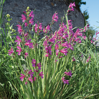 Gladiolus, Byzantinus, Pack of 12