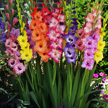 Gladiolus, Pastel Mix, Pack of 10