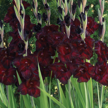 Black Sea Deluxe Gladiolus