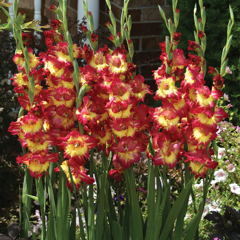 Fun Time Gladiolus