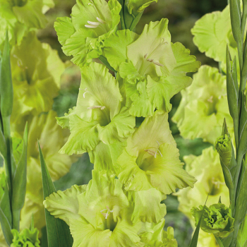 Gladiolus, Deluxe, Green Star, Pack of 5