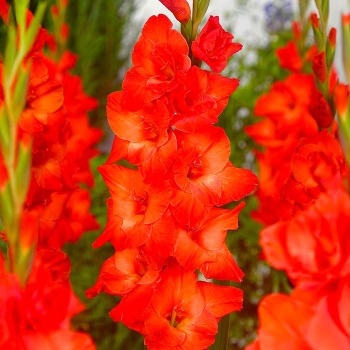 Gladiolus, Deluxe, Live Oak, Pack of 5
