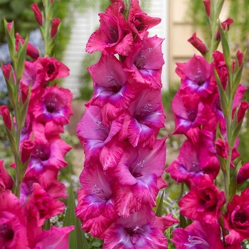Gladiolus, Deluxe, Lumiere, Pack of 5