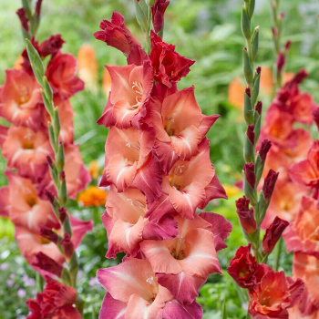 Gladiolus, Deluxe, Ocaso, Pack of 5