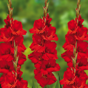 Gladiolus, Deluxe, Oscar, Pack of 5
