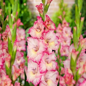 Gladiolus, Deluxe, Priscilla, Pack of 5
