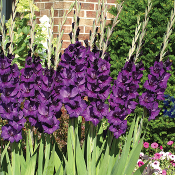Purple Flora Glad