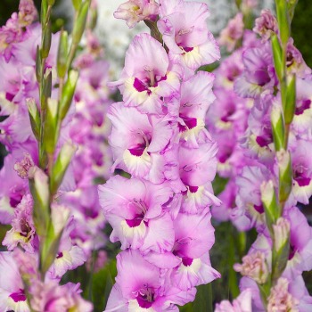 Gladiolus, Deluxe, Zamora, Pack of 5
