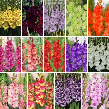 Gladiolus, Deluxe Offer