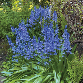 Bluebells, Excelsior Spanish, Pack of 12 Bluebells, Excelsior Spanish, Pack of 12